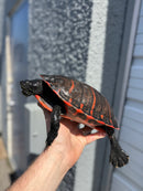 Super Red Northern Red Bellied Turtle Adult Female