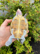 Ornate Diamondback Terrapin Female