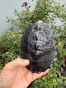 Northern Diamondback Terrapin Adult Female