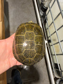 Sicilian Pond Turtle Adult Pair