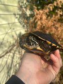 Malayan Snail-eating Turtle Adult Male