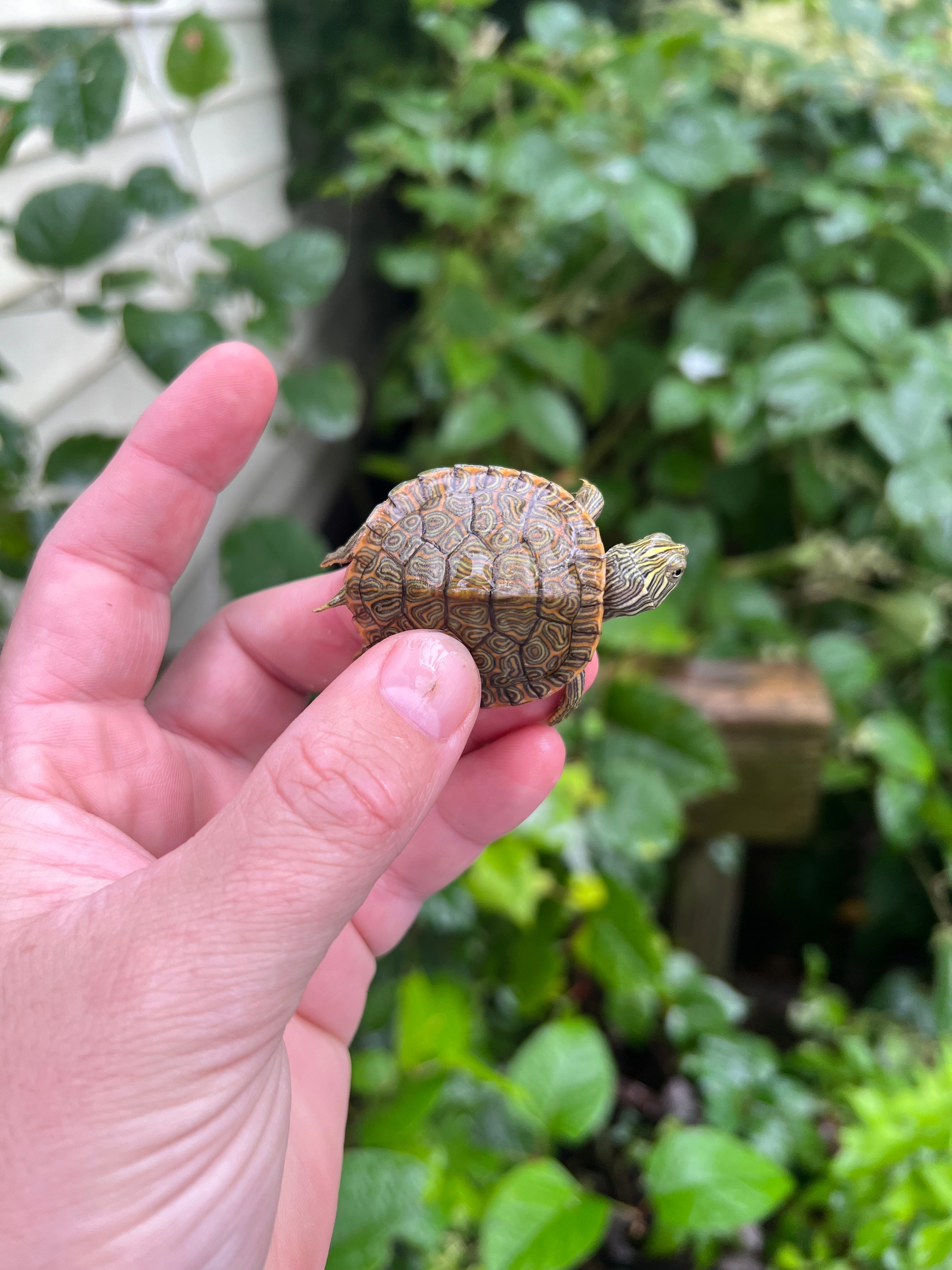 Baby River Cooter Turtles For Sale | American Reptile Distributors