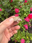 Albino Florida Snapping Turtle 2026