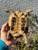 Eastern Hermann's Tortoise Adult Male