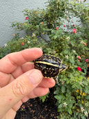 HI YELLOW Florida Box Turtle