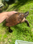 Adult Leaf Turtle Group 1.3 (Cyclemys oldhamii)