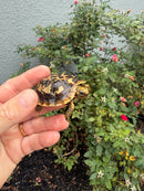 Pancake Tortoise Baby 2026