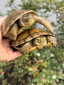Spanish Pond Turtle Adult Pair
