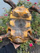 Red Foot Tortoise Adult Male