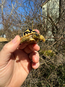 Sri Lankan Star Tortoise 2025