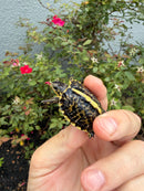 HI YELLOW Florida Box Turtle