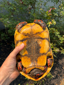 Red Foot Tortoise Adult Female