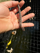 Red Eastern Hognose Snake 2024 Female