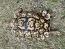 Leopard Tortoise Adult Female