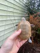 Leucistic African Helmeted Turtle Adult Trio (Pelomedusa subrufa)