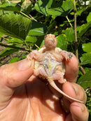 Paradox Albino Common Snapping Turtle