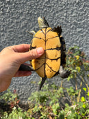 Franco-Italian Pond Turtle Adult Female
