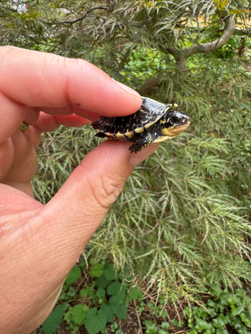 HI YELLOW Florida Box Turtle Baby 2024