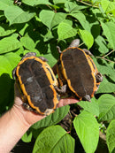 Twist-necked Turtle LTC Pair