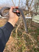 Texas Indigo Snake Juvenile