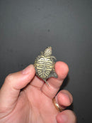Concentric Diamondback Terrapin 2023 (Malaclemys terrapin)