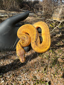 Pastel Pinstripe Low White Pied Ball Python Female