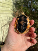 Golden Coin Box Turtle 2023