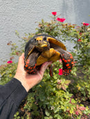 Red Foot Tortoise Adult Male