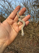 Arctic Western Hognose Snake Female