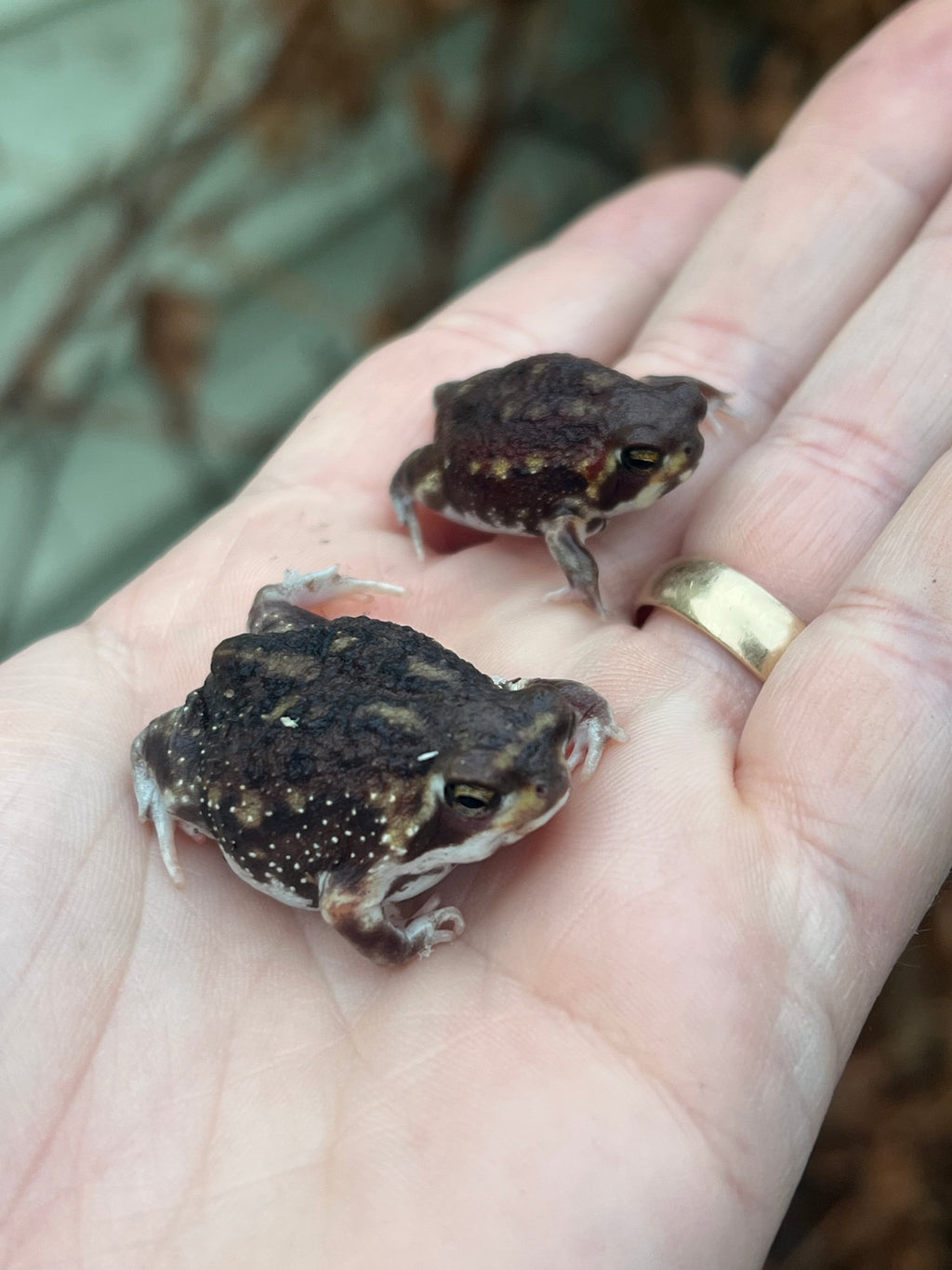 rain frog for sale