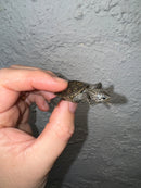 Hi White Concentric Diamondback Terrapin 2024