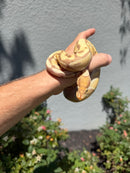 Banana Ball Python Mixed Morph Female
