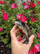 Adult Mississippi  Diamondback Terrapin Male