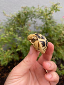 Sri Lankan Star Tortoise 2026