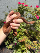 Red Salt Marsh Water Snake Adult Female