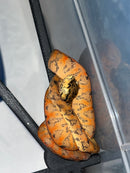 Amazon Tree Boa Baby 2023 CB
