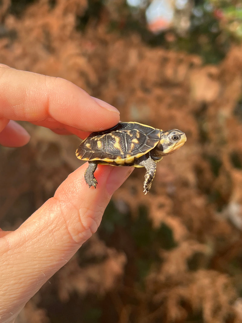 HI YELLOW Florida Box Turtle Baby