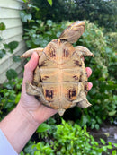 Adanson's Mud Turtles Pair