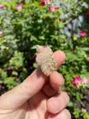 Albino Florida Snapping Turtle 2026