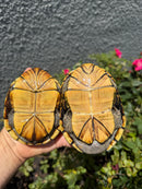 Yellow Mud Turtle Adult Pair