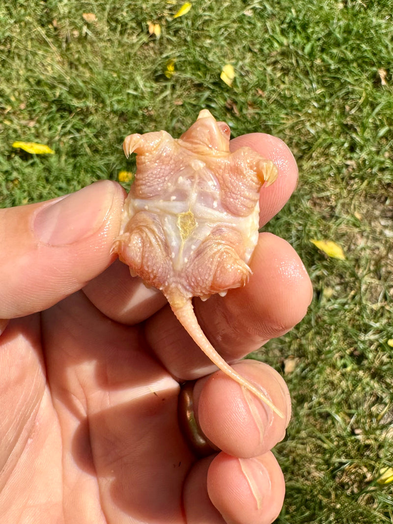 Baby Albino Common Snapping Turtle (One Eyed) (Chelydra serpentina)