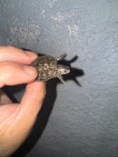 Hi White Concentric Diamondback Terrapin 2024