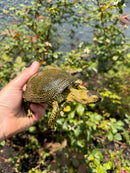 Sicilian Pond Turtle Adult Pair