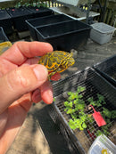 Orange Flame Baby Florida Red Bellied Turtle 2025