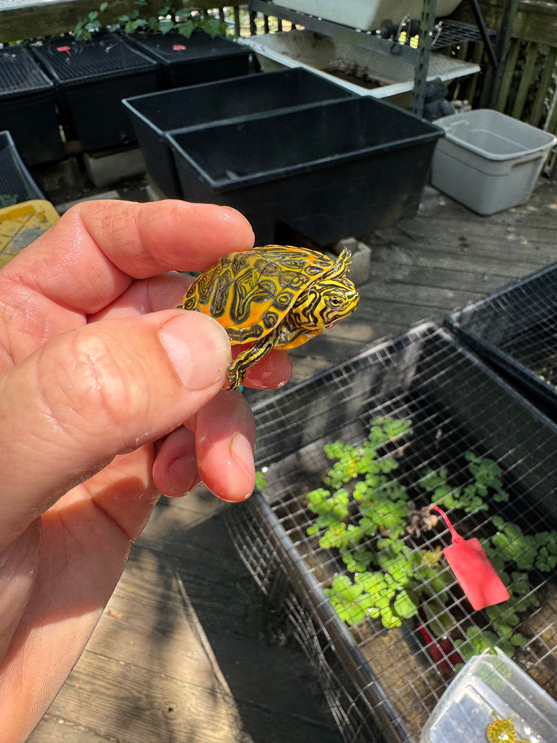 Orange Flame Baby Florida Red Bellied Turtle 2025