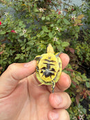 HI YELLOW Florida Box Turtle