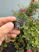 HI YELLOW Florida Box Turtle