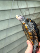 Flowerback Ornate Diamondback Terrapin Male