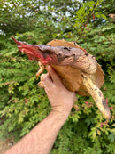 Hi Red Mata Mata Male