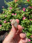 Albino Florida Snapping Turtle 2026
